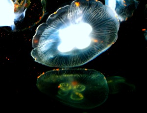 Also known as jellies or sea jellies