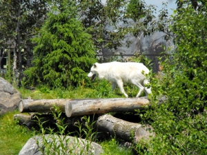 The Arctic Wolf 